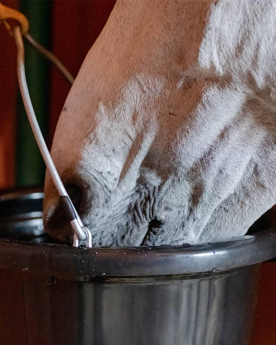 EquiFit AgSilver CleanBucket- 20qt- Black - Image 3